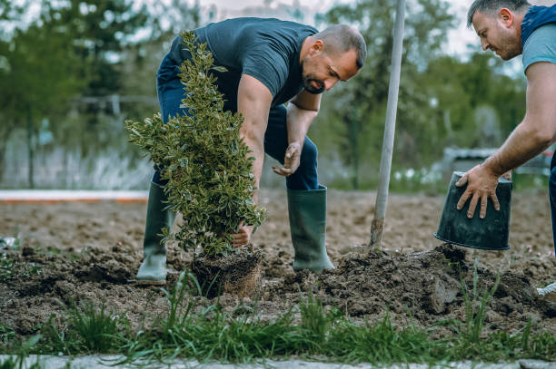 Best Professional Tree Care  in Portola Valley, CA